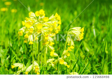 Beautiful yellow common cowslip, primula veris, on soft green background, selective focus 115668498