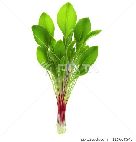 Sorrel microgreens Rumex acetosa vibrant green leaves with a hint of red gracefully unfurled Microgreen 115668543