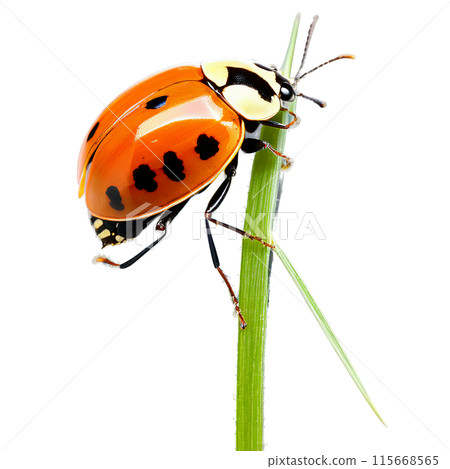 Striped ladybug Myzia oblongoguttata orange elytra with long white stripes black head and legs elongated 115668565