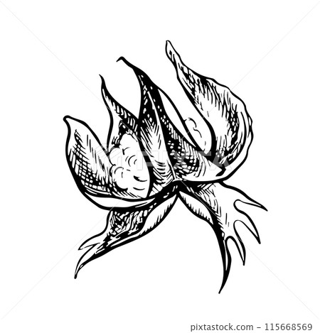 The cotton is organic. Black and white, detailed, graphic, vector illustration in the form of an empty cotton box, emphasizing botanical features. Isolate, hand-drawn on a white background. 115668569