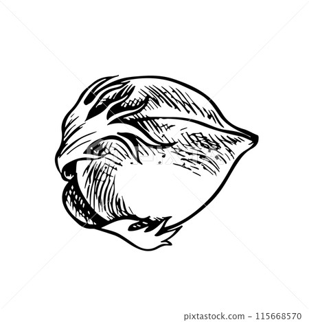The cotton is organic. Unripe, unopened cotton. Black and white, graphic, vector illustration in the form of a cotton box, emphasizing botanical features. Isolate, hand-drawn on a white background. 115668570
