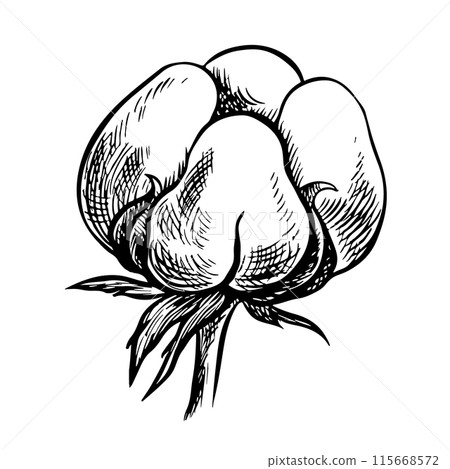 The cotton is organic. Black and white detailed, graphic, vector illustration in the form of a cotton box, emphasizing botanical features. A hand-drawn isolate on a white background. 115668572