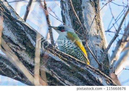 Large woodpecker Aogera with a red head pattern that stands out in the forest 115668676