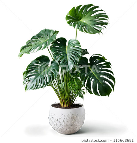 Monstera Deliciosa large green split leaves unfurling from a hovering woven planter with a misty 115668691