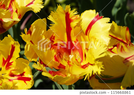 The Parrot Tulip flower is very delicate, bright and beautiful during the flowering period in the spring outdoors macro photography 115668861