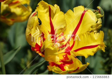 The Parrot Tulip flower is very delicate, bright and beautiful during the flowering period in the spring outdoors macro photography 115668863