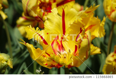 The Parrot Tulip flower is very delicate, bright and beautiful during the flowering period in the spring outdoors macro photography 115668865