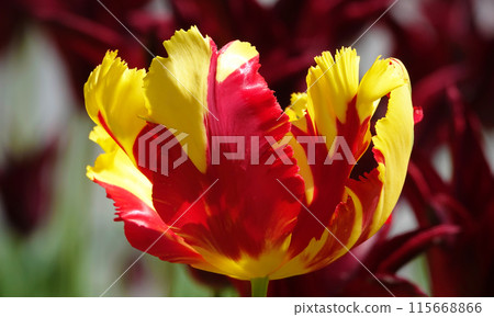 The Parrot Tulip flower is very delicate, bright and beautiful during the flowering period in the spring outdoors macro photography 115668866