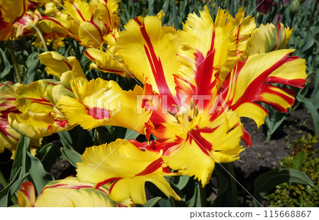 The Parrot Tulip flower is very delicate, bright and beautiful during the flowering period in the spring outdoors macro photography 115668867