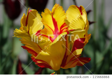The Parrot Tulip flower is very delicate, bright and beautiful during the flowering period in the spring outdoors macro photography 115668868