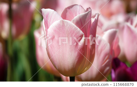 Tulip flower is very delicate and beautiful during the flowering period in spring outdoors macro photography Tulip flower is very delicate and beautiful during the flowering period in spring outdoors macro photography 115668870