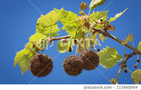 Sycamore cuneifolia tree with large seeds in the form of round hedgehogs 115668904