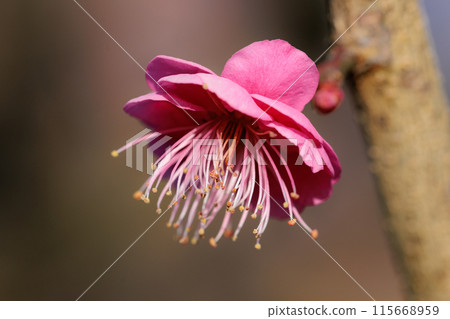 梅,預示著春天的花朵 梅,預示著春天的花朵 115668959