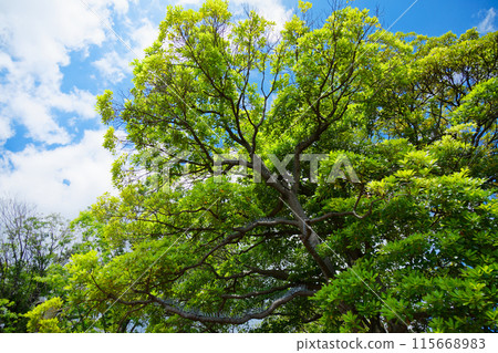 荒川自然公園新葉上的新綠 荒川自然公園新葉上的新綠 115668983