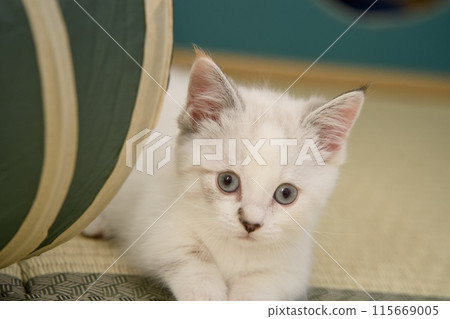 坐著的小貓 坐著的小貓 115669005