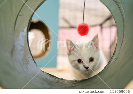 A staring kitten A staring kitten 115669006