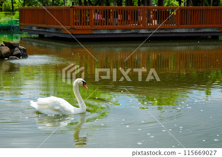 Swans in the Swan Pond and the scenery reflected on the water surface, Arakawa Nature Park Swans in the Swan Pond and the scenery reflected on the water surface, Arakawa Nature Park 115669027