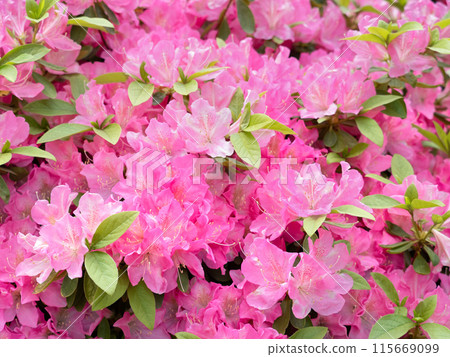 開花的杜娟花花 115669099