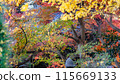 [神奈川縣] Kozenji寺院內的秋葉*自然風光 115669133