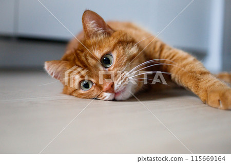 Cute ginger cat lying on the floor close up 115669164