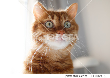 Funny adult ginger cat with green eyes portrait 115669180