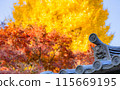 [神奈川縣]高田天滿宮的鬼河原瓦，紅葉覆蓋的院內，11月*自然風景 115669195