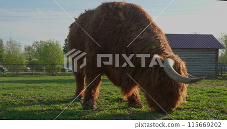 A large, long-haired Highland cow eats grass from a meadow in the zoo's paddock. On a sunny day in the meadow, a beautiful big cow eats grass. A Highland cow grazes at the zoo. 115669202