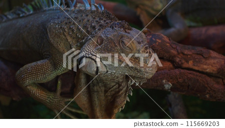 A large iguana rests on a branch in a terrarium at the zoo. A beautiful iguana sleeps on a branch in a zoo with her eyes closed. Close-up of a sleeping iguana. 115669203