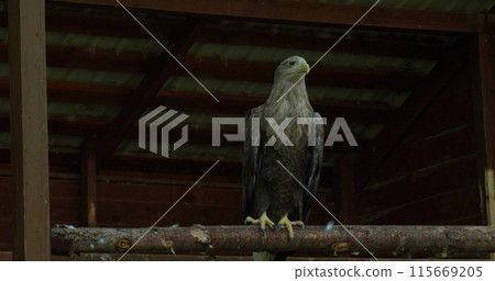 A majestic white-tailed eagle sits on a branch in a zoo cage. A beautiful eagle looks around in a zoo cage. The endangered white-tailed eagle is protected in nature reserves. 115669205