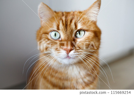 Funny ginger cat with green eyes looking at camera 115669254