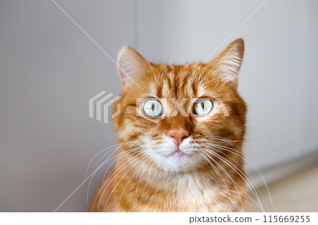 Funny ginger cat with green eyes looking at camera Funny ginger cat with green eyes looking at camera 115669255