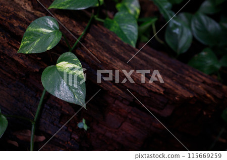 Liana scindapsus or golden pothos leaves on the tree bark background 115669259