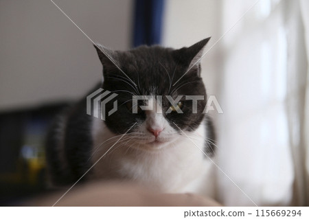 Cat's face 115669294