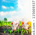 Design Happy Adorable Pink Pig, Cage Free Piglet Eating Organic Grass in Sunny Meadow, Field on Background. Copy Space For Text. AI Generated. Vertical Plane. Free Range Domestic Animal. 115669337