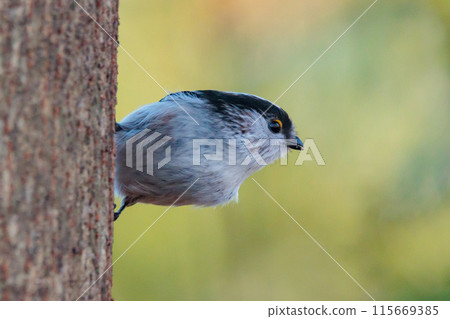 Long-tailed long-tailed small white bird popular for its cute gestures 115669385