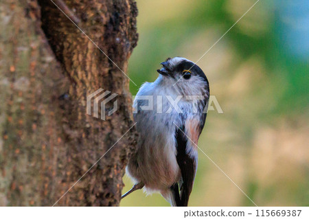 Long-tailed long-tailed small white bird popular for its cute gestures 115669387