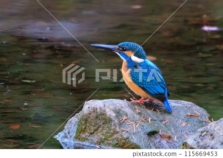 琉璃色的流行翠鳥 115669453