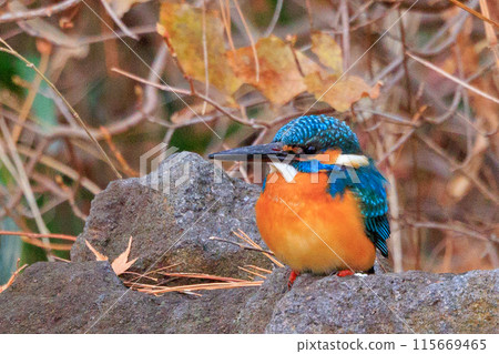 Ruri-colored popular kingfisher Ruri-colored popular kingfisher 115669465