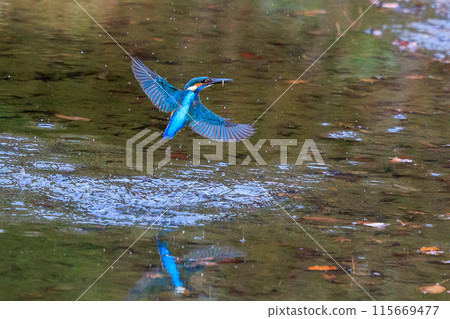 A popular azure-colored kingfisher diving into the water to catch fish A popular azure-colored kingfisher diving into the water to catch fish 115669477
