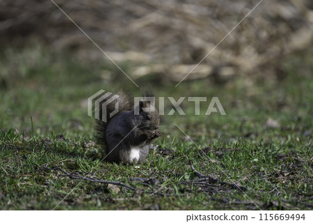 Ezolith to eat walnut 115669494