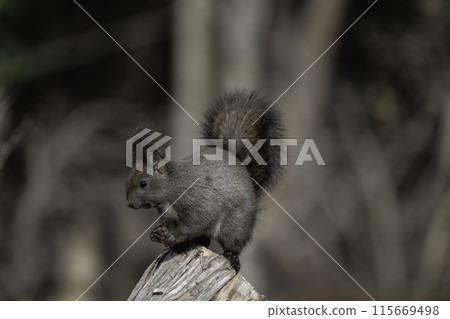 Ezolith to eat walnut 115669498