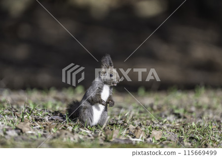 Hokkaido squirrel standing and watching 115669499