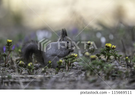 A Hokkaido squirrel eating nuts among flowers 115669511