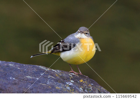 一隻美麗的鳥，灰色的鶺鴒，警惕性很高，喜歡在水邊，身上披著亮麗的檸檬黃。 115669542