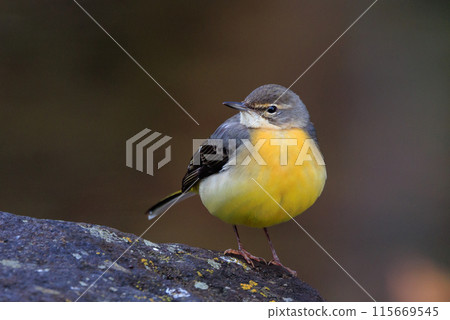 A beautiful bird, gray wagtail, who is vigilant, likes the waterside, and wears a bright lemon yellow. 115669545