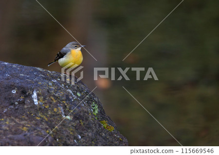 A beautiful bird, gray wagtail, who is vigilant, likes the waterside, and wears a bright lemon yellow. 115669546