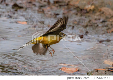 A beautiful bird, gray wagtail, who is vigilant, likes the waterside, and wears a bright lemon yellow. A beautiful bird, gray wagtail, who is vigilant, likes the waterside, and wears a bright lemon yellow. 115669552