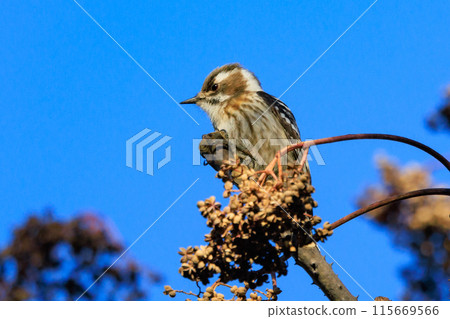 The smallest woodpecker in Japan 115669566