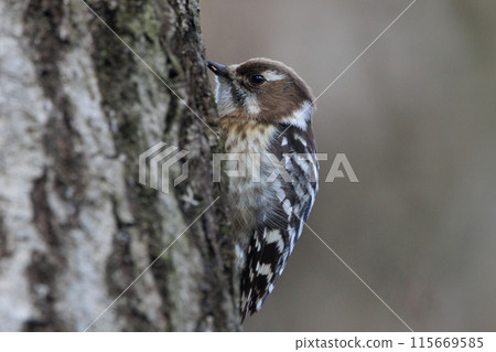 The smallest woodpecker in Japan 115669585