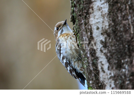 The smallest woodpecker in Japan The smallest woodpecker in Japan 115669588